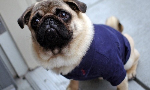 healthy pug