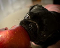 5 Dog Truths That in Reality Are Very… False