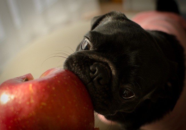 pug eating apple