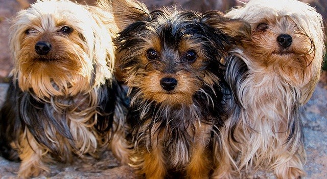 three Yorkie dogs together