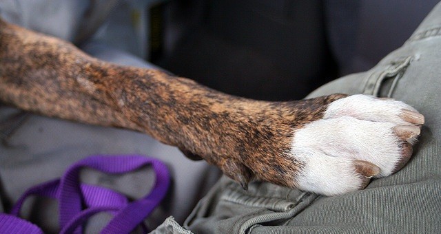 cutting a dog's nails