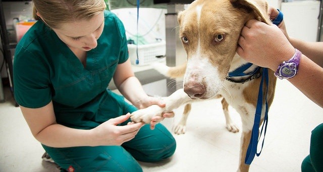 vet with a dog