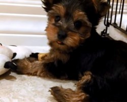 9-Week-Old Yorkie Puppy is Killing Us with the Cute Factor!