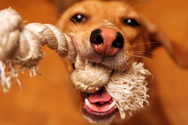 playful dog