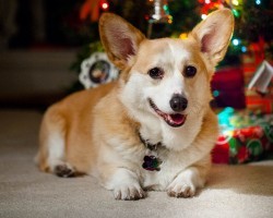 Want Your Furry Best Friend to Enjoy The Holidays? Then Follow These Tips…