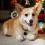 Want Your Furry Best Friend to Enjoy The Holidays? Then Follow These Tips…