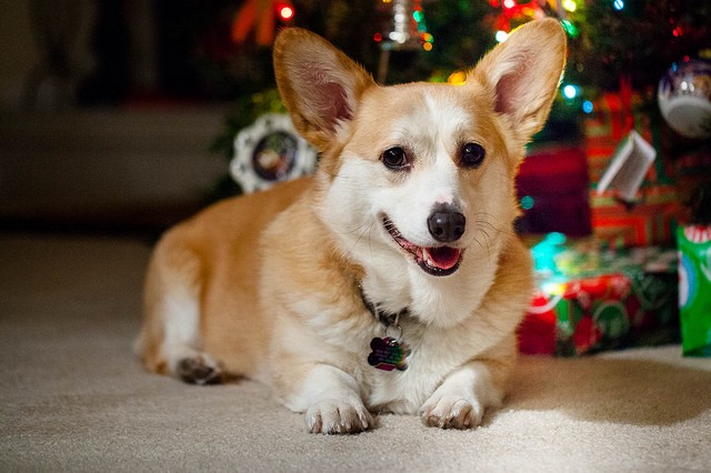 christmas dog