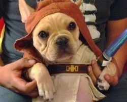 OMG – Dogs Dressed in Star Wars Costumes Awakens the Force Within Us!