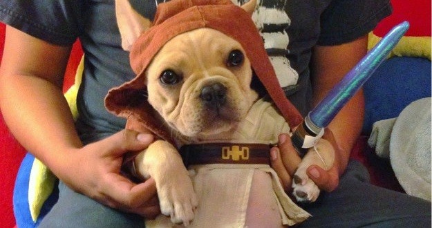 Bulldog Jedi