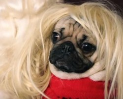 Get Ready to Laugh Hysterically Over Doug The Pug’s ‘All I Want For Christmas’ Parody!