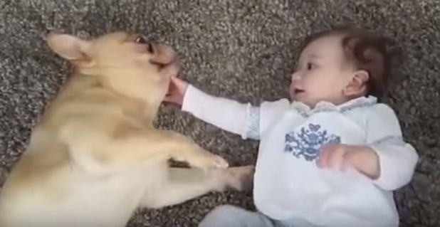 French Bulldog and baby