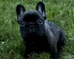 [VIDEO] Learn all About Your Frenchie – You’ll Especially Love This Intriguing Fact Revealed at 01:53!