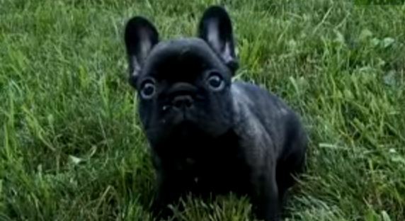 French Bulldog puppy