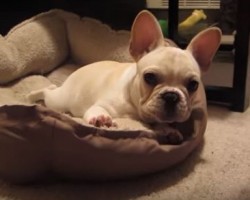 [VIDEO] When a Cute French Bulldog Puppy is Woken Up… You’ll Never Guess How This Cutie Responds!