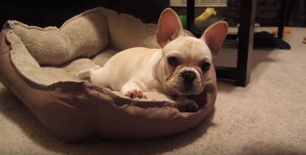 French bulldog puppy on bed
