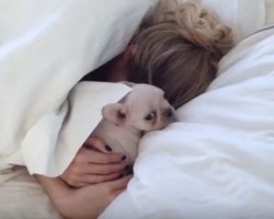 [VIDEO] This French Bulldog Puppy is the Sweetest Surprise EVER!