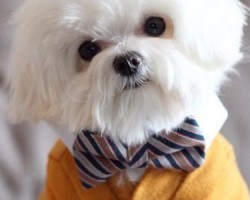 Milo the Maltese is Certainly a Fashionist(er) – He’s So Handsome You Just Might Fall in Love!