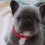 [VIDEO] Mika the Blue French Bulldog and Friends Love to Cruise Around… And We Love to Watch Them!