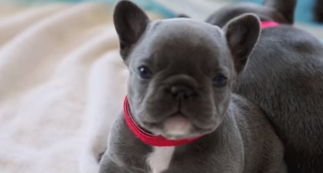 Mika the blue French Bulldog