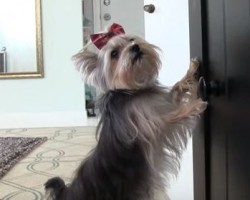 [VIDEO] You’ll Won’t Believe the Tricks This Darling Yorkie Can Do…