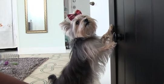 Misa the Yorkie doing tricks