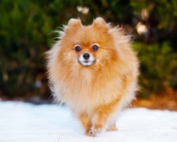 Protect Your Doggy’s Paws This Winter With These Paw Injury Preventative Tips