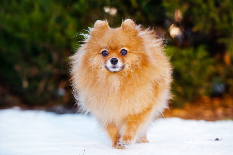 Pomeranian dog walking on the snow