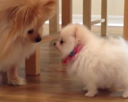 [VIDEO] The Greeting Between a Teacup Pomeranian and Her New Sister is Soooo Cute, I Can’t Get Over It!