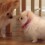 [VIDEO] The Greeting Between a Teacup Pomeranian and Her New Sister is Soooo Cute, I Can’t Get Over It!