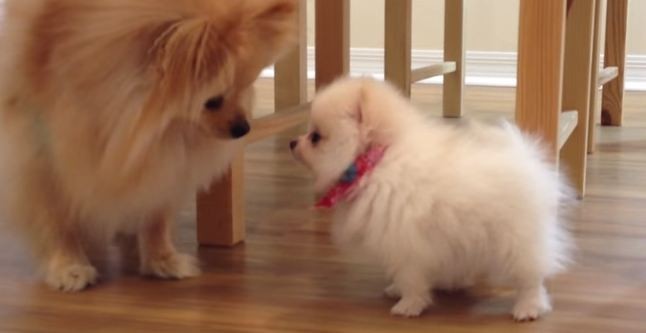 Pomeranian dogs meeting one another