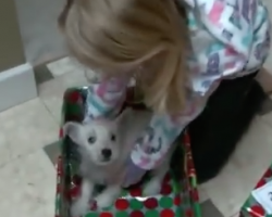 [VIDEO] Surprise Christmas Puppies Video Compilation – SO Merry and Bright!