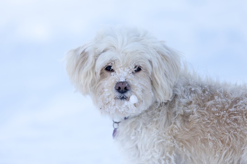 cold stray dog