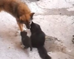 [VIDEO] Two Cats Meet a German Shepherd, and it’s the Cutest Meeting EVER