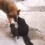 [VIDEO] Two Cats Meet a German Shepherd, and it’s the Cutest Meeting EVER