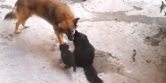 dog and cat greeting