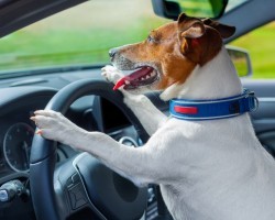 Having Safe Car Travels With Your Dog – Here’s What You Should Remember