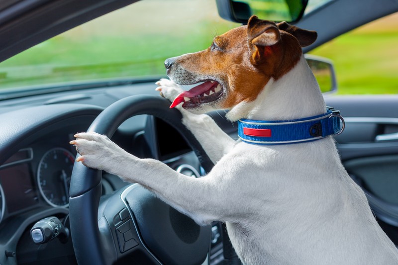 dog driving car