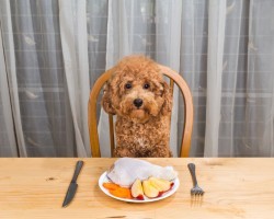 Creating a Homemade Meal for Your Pooch That’s Healthy and Nutrient-Rich