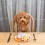 Creating a Homemade Meal for Your Pooch That’s Healthy and Nutrient-Rich