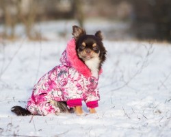 How to Properly Care for Your Doggy During the Winter