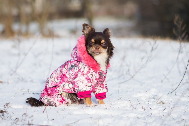 dog in a winter jacket