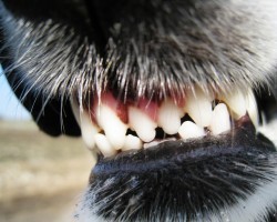 DIY Doggy Toothpaste That’s Healthy and Tasty for Fido!