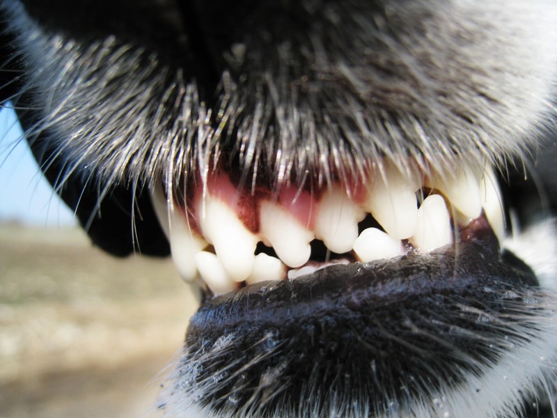 dog teeth