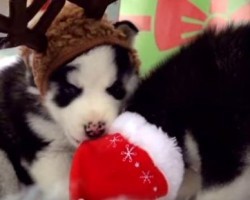 [VIDEO] Husky Puppies Melt Hearts as They Play in a Doggy Winter Wonderland