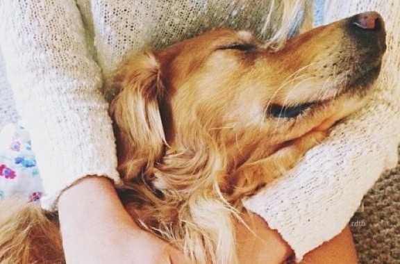 golden retriever with girl