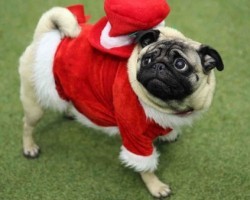 You’ll Melt Over These Festive Holiday Outfits Pugs Wore at the ‘Pugfest’ Convention