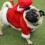 You’ll Melt Over These Festive Holiday Outfits Pugs Wore at the ‘Pugfest’ Convention