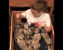 [VIDEO] 16 Adorable Pug Babies Eagerly Visit Their Human Mom, and Then THIS Happens…
