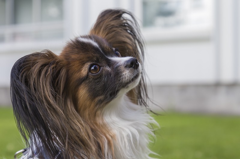 papillion dog