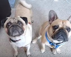 [VIDEO] Together This Pug and French Bulldog Make Quite the Duo! Find Out Why…